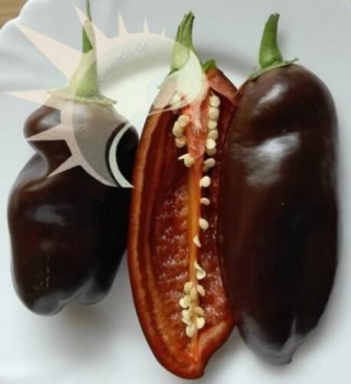 Sweet chocolate, 10 Samen